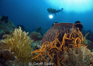 Apo island reefscene by Geoff Spiby 